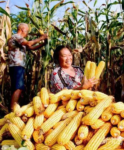 玉米丰收