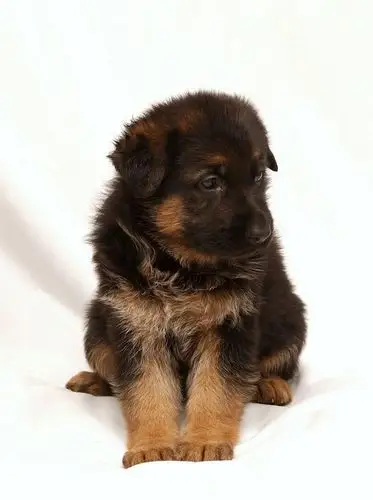 长毛德牧的幼犬,俗称长毛狼.