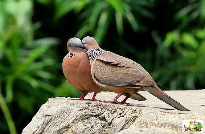 一对斑鸠话心愿