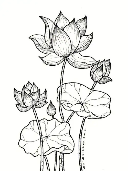 控笔练习荷花68