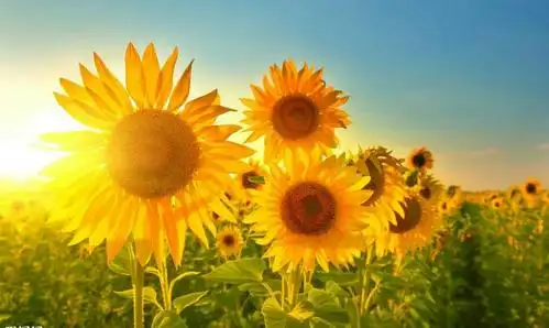 我喜欢向日葵,因为它给人一种欣欣向荣,乐观向上的感觉.