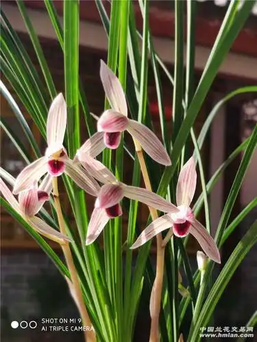 莲瓣兰～如意红舌-莲瓣篇-中国兰花交易网社区