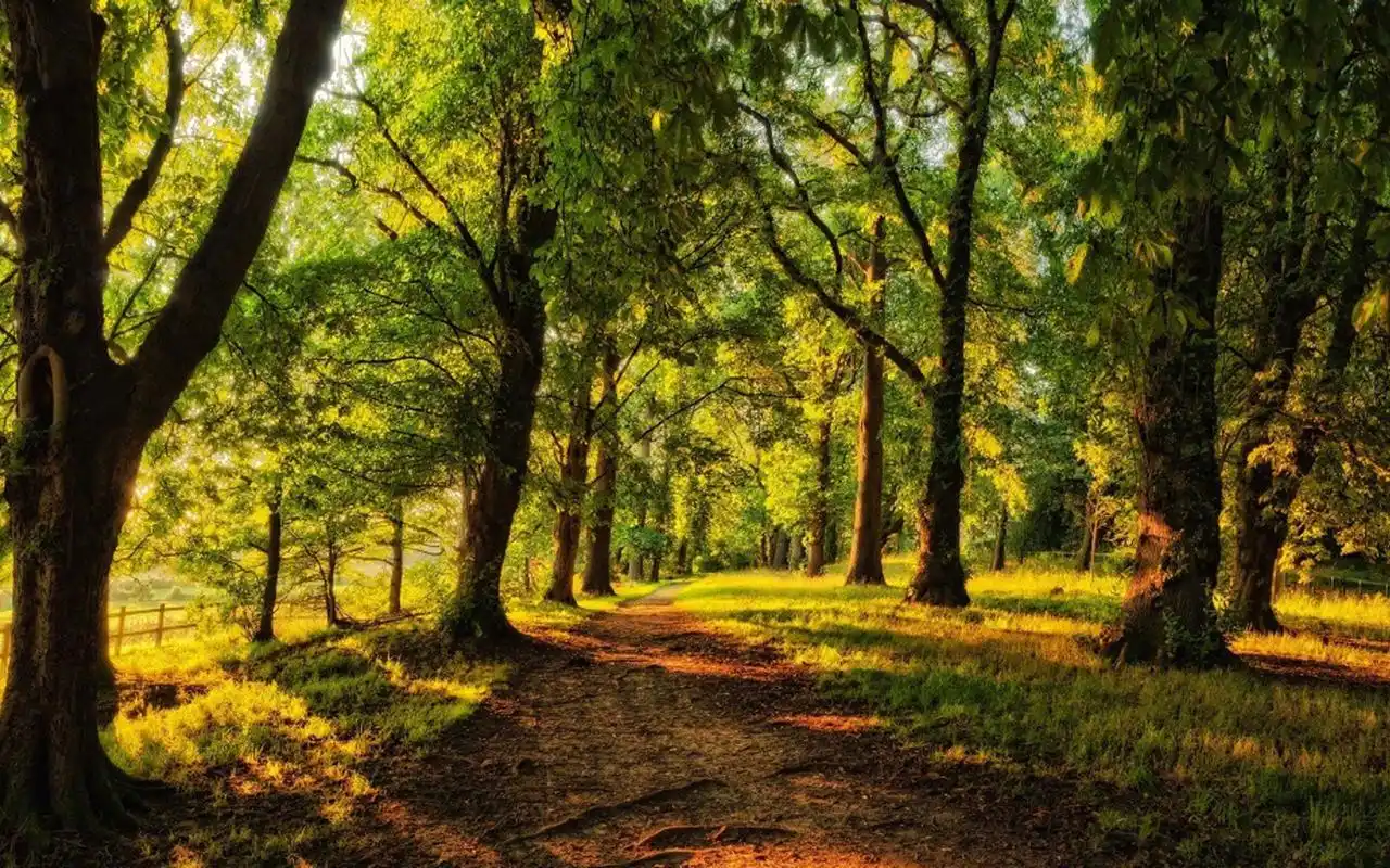 清新护眼的森林美景图片桌面壁纸