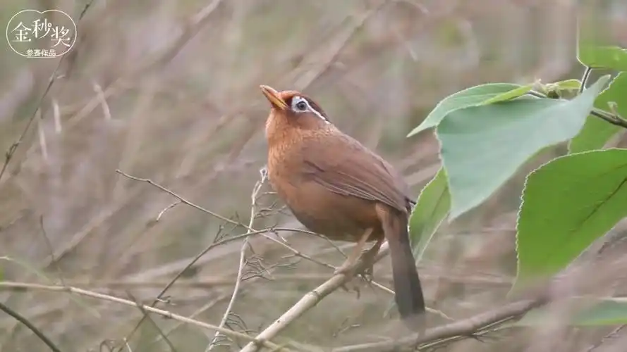 农村山上的野生画眉鸟一直叫个不停,叫声真的太好听了