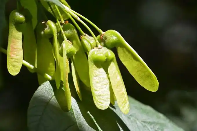 当看到漾濞槭的翅果时,我们在想什么