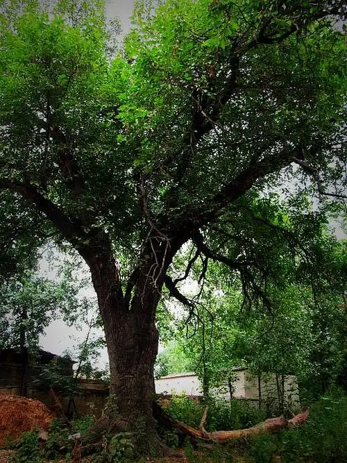 这位大唐诗人家里桑树无故枯死,果然发生怪事,阴阳先生如此解读