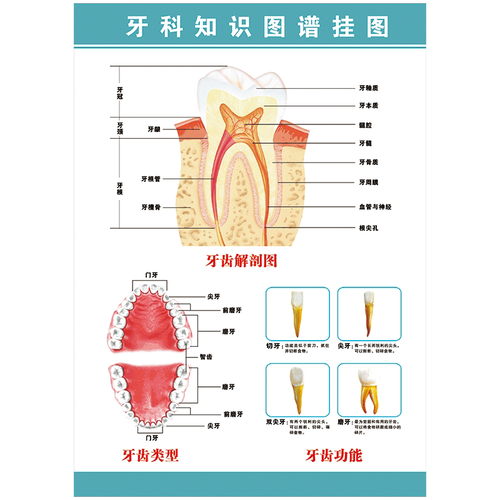 牙科宣传画口腔科海报牙齿结构功能知识解剖图谱挂图墙贴纸wsa54 wsa