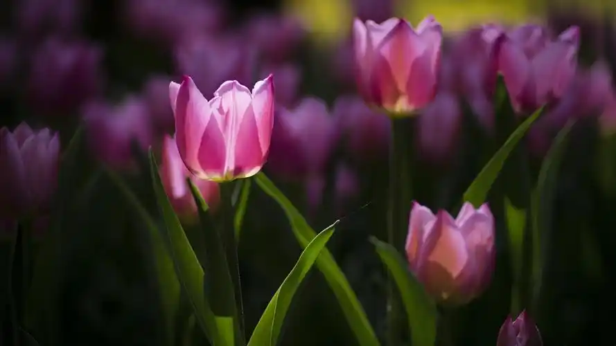 春天,粉红色的花朵,郁金香,光 壁纸 - 1920x1080 全高清