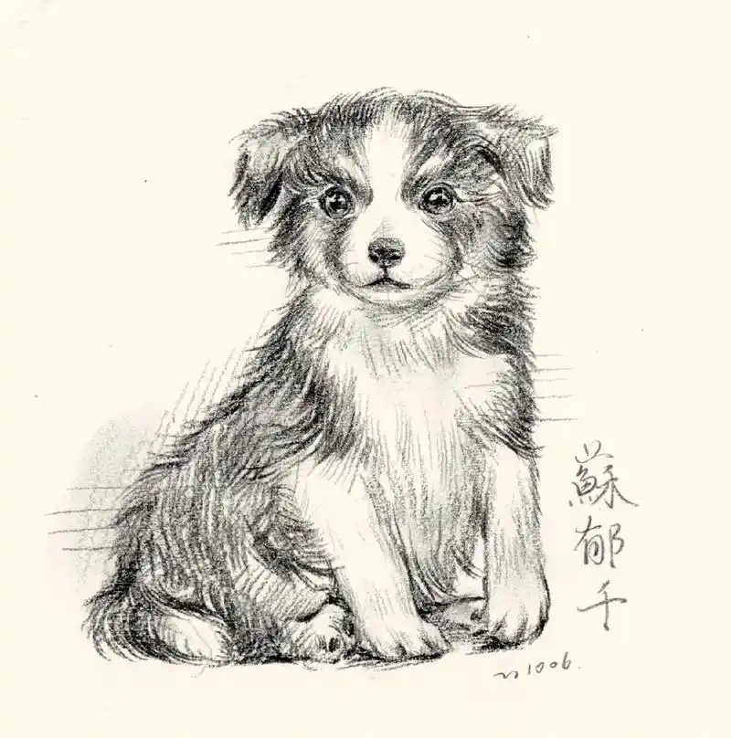 狗狗速写过程.之前画的98#手绘 #速写 #画画的baby  - 抖音