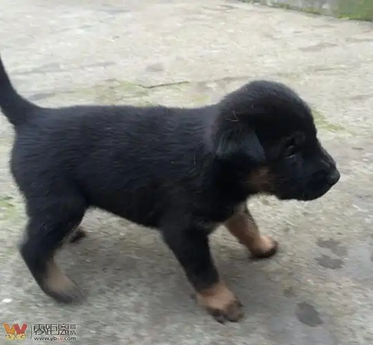 一条纯黑小狼狗,养了两天,实在受不了,送人了,你们都是怎么养狗的啊