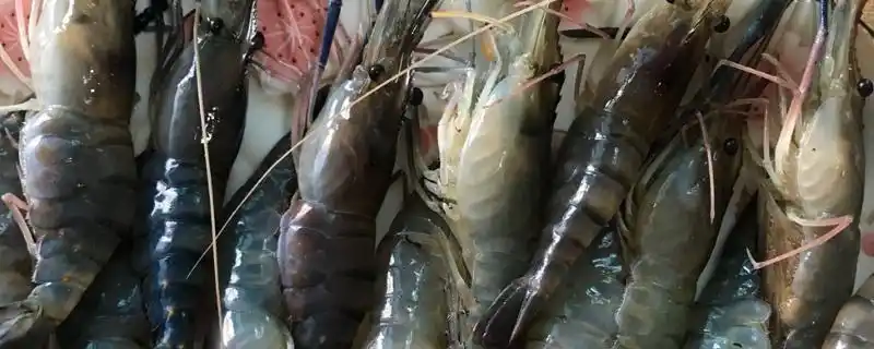 大头虾是什么虾