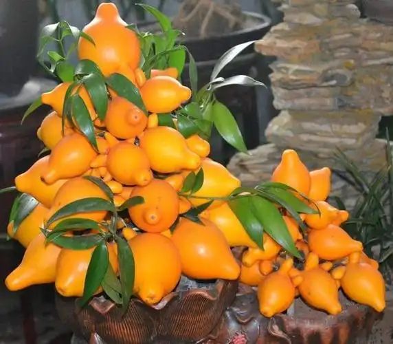 这3种吉祥树寓意好,随便养一棵带来好福气,然而很多人却不认识