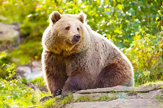 可爱大狗熊高清图片下载