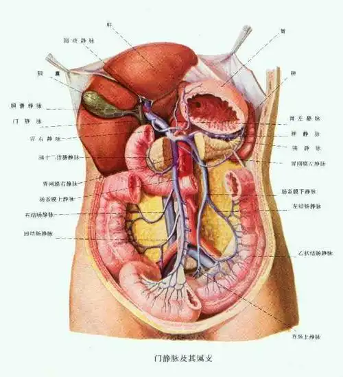 人体解剖示意图