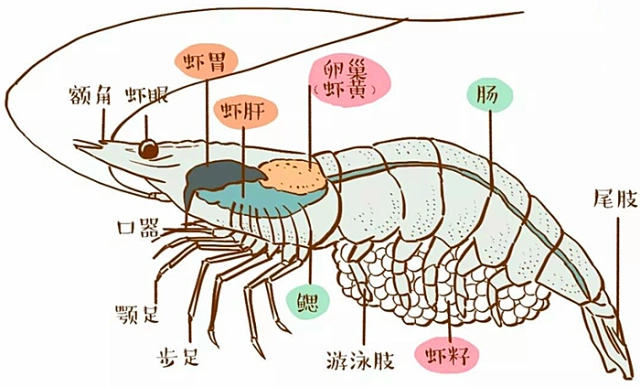 接着重点说虾头,基本上所有的内脏部分,都集中在虾头位置.