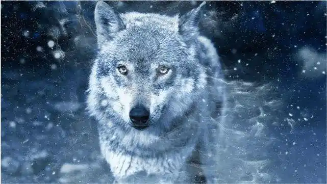 心理测试哪一匹狼是真正的狼王测出将来的你能成为人上人吗