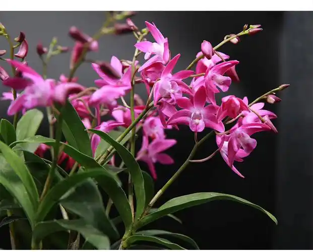 带花苞水莲石斛苗原土原盆发货姬美石斛兰红莲石斛室内绿植盆栽 水莲