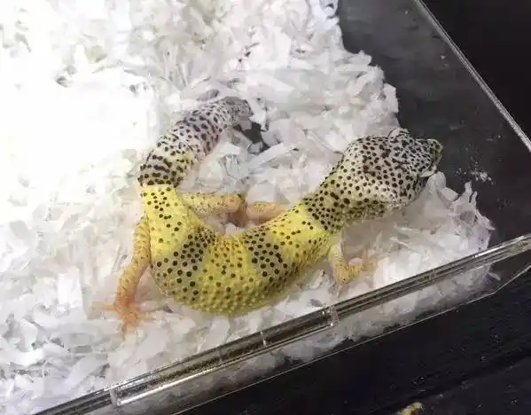 豹纹守宫最热基因被爆得肿瘤来听听国内五位柠檬霜繁殖者怎么说爬圈