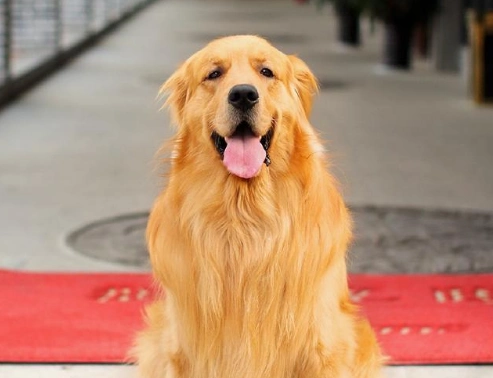 黑色金毛犬图片黑金毛犬图片多少钱