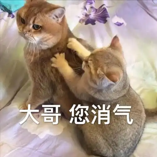 萌宠gif猫星人gif大哥gif您消气gif搞怪gif逗gif
