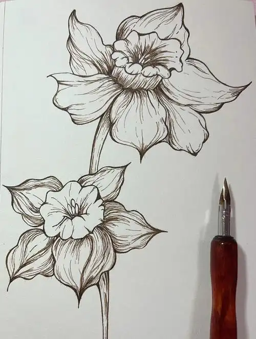 水仙花蘸水钢笔花卉线稿附过程图