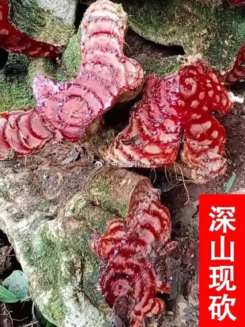 重用一味鸡血藤治疗顽固性失眠,血虚便秘,面瘫阑尾炎有奇效  安徽省滩