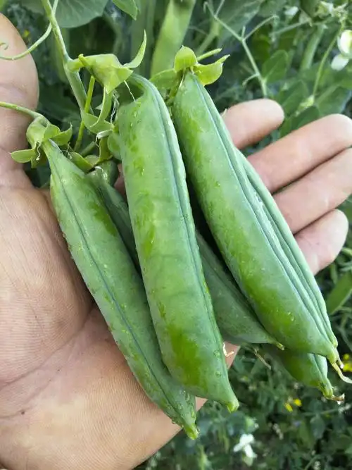 甜脆豌豆 12-14cm