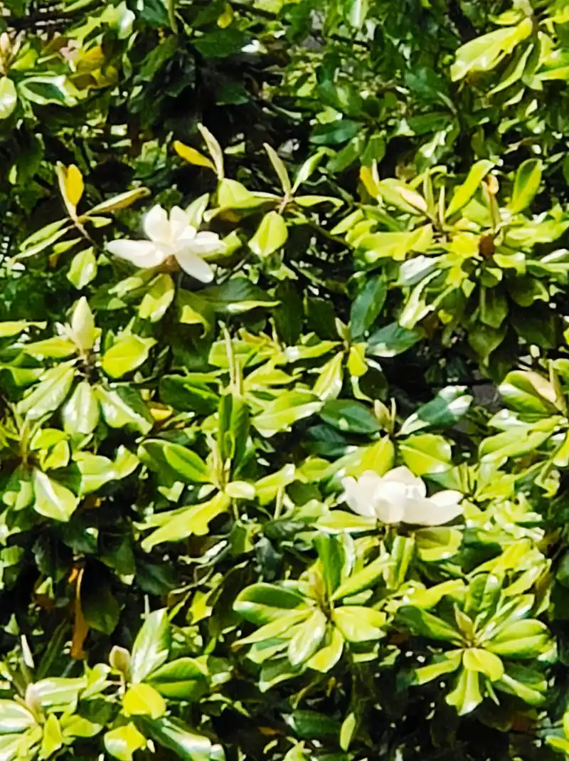 广玉兰 广玉兰与白玉兰同属乔木,白玉兰春天先开花后长叶,广玉 - 抖音