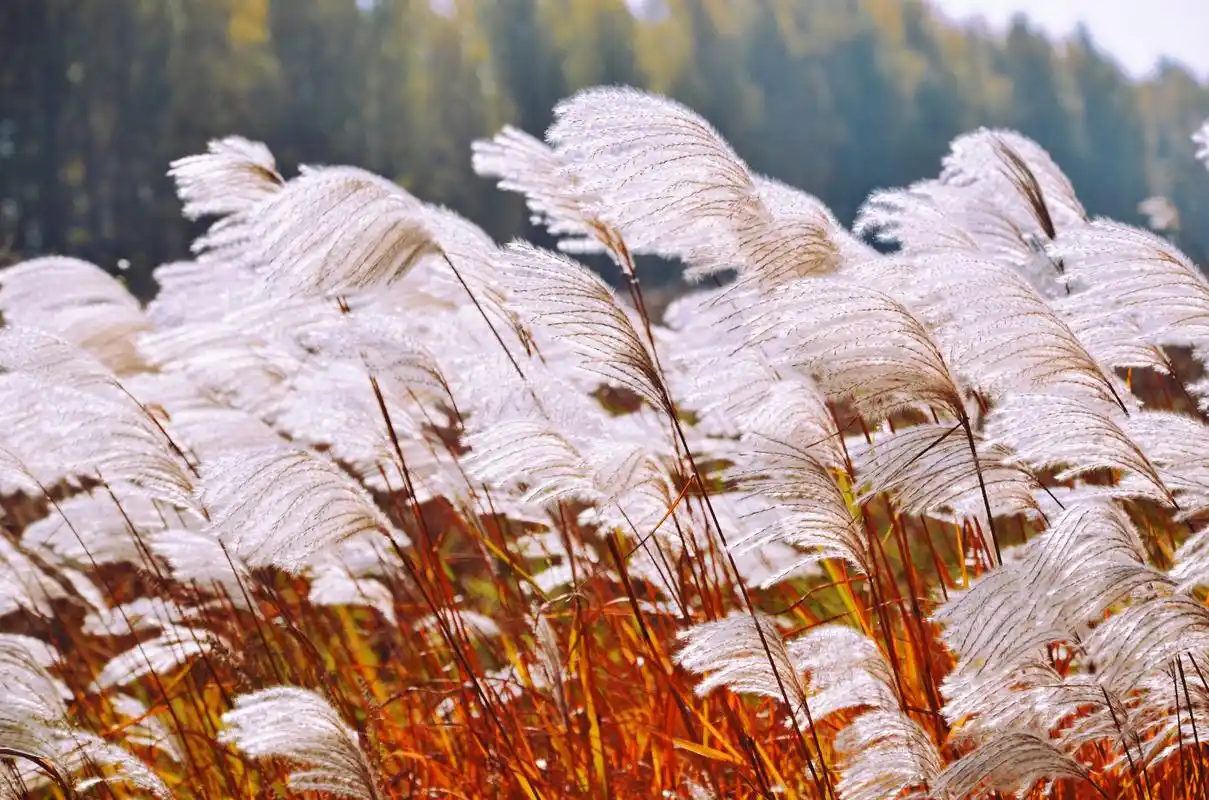 云染染,水漫漫,明月芦花君自看.有一种草美到骨子里,就是芦花