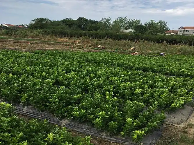 沃柑苗基地直发嫁接柑桔品质保证南方果树果苗批发