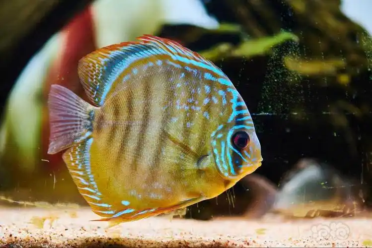 神仙鱼家彩阿莲卡