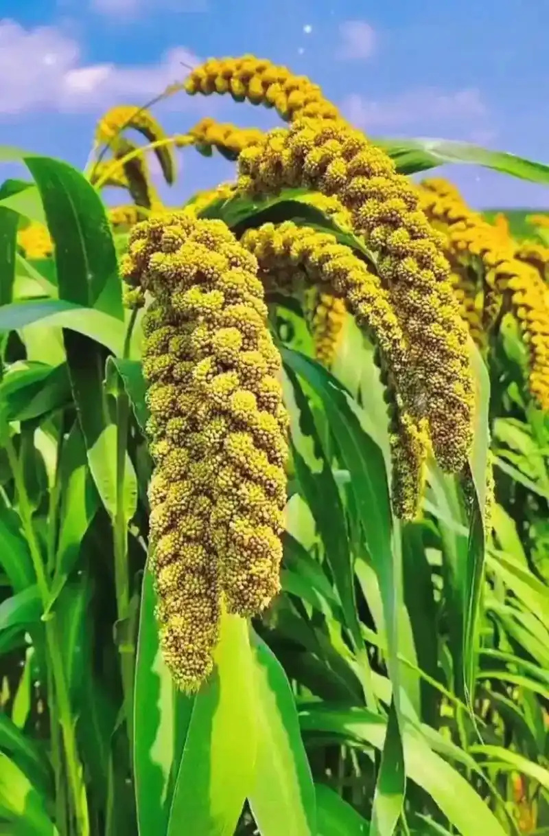 秋天到了,丰收景象喜人,水果挂满枝,庄稼压弯腰,五彩缤粉艳, - 抖音