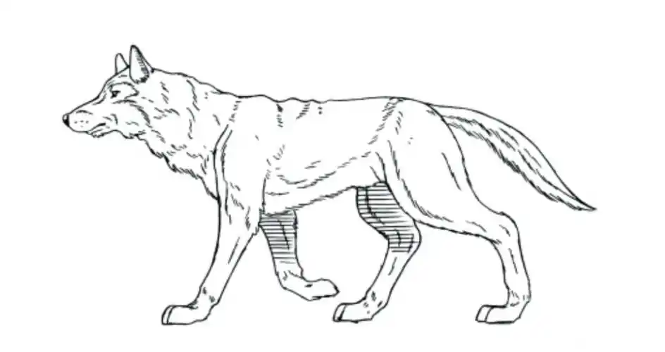 现在才知道狗狗是这么走路的请举手!