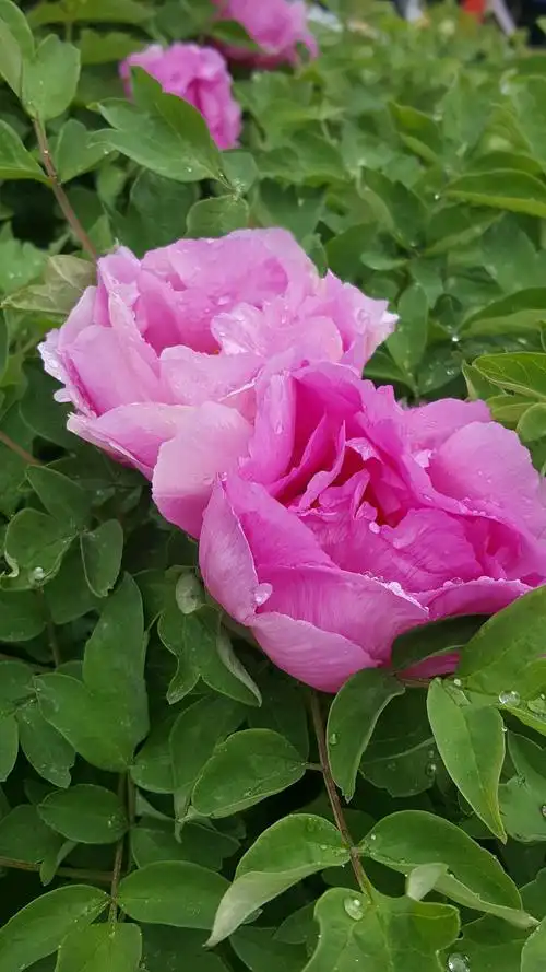 20长春牡丹园的牡丹花争先开放,花期如约而至,雨中赏花更加清亮美丽!