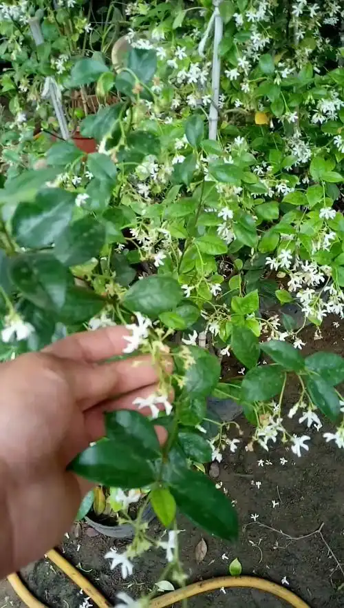 劳动最光荣#盘龙桂养护