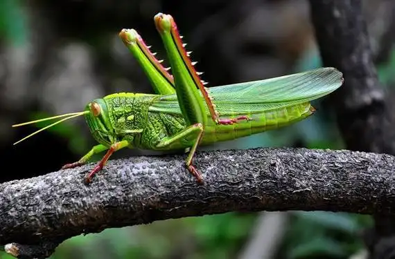 蚱蜢图册_360百科