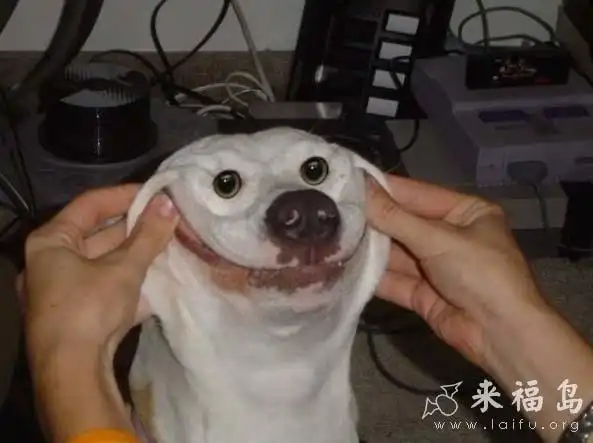 强颜欢笑的小狗