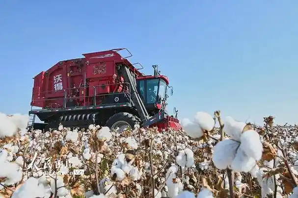 2023年10月5日,新疆昌吉回族自治州呼图壁县大丰镇红柳塘村棉田,当地