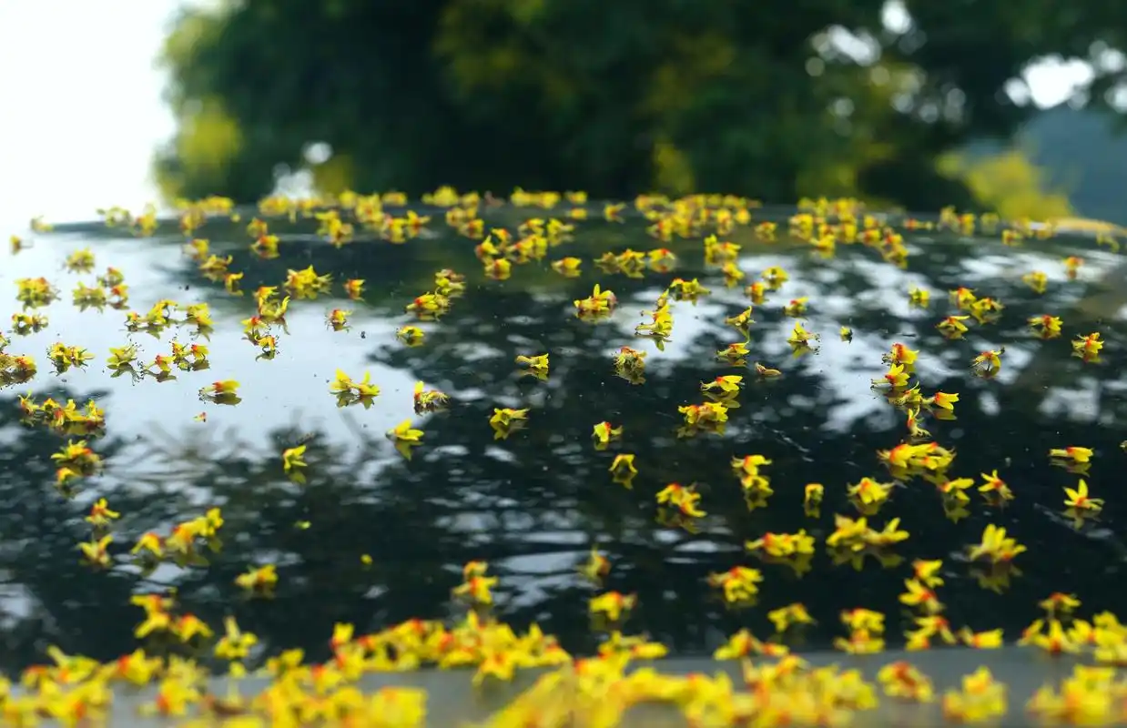 【栾树落花别有诗意】#美丽宁波# 9月3日,鄞州区塘溪镇五溪路上,沿溪