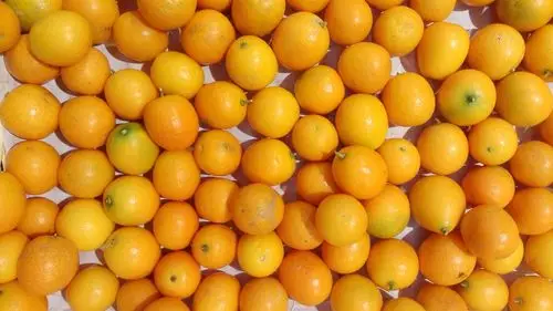 许多金桔 壁纸 - 1920x1080 全高清