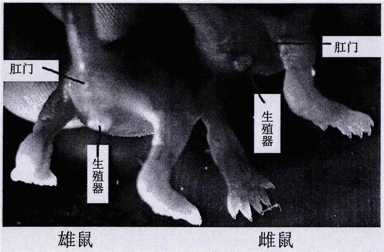 一种小白鼠仔鼠快速性别鉴定方法与流程