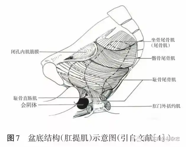 专题笔谈|直肠周围间隙和盆底解剖_肛门