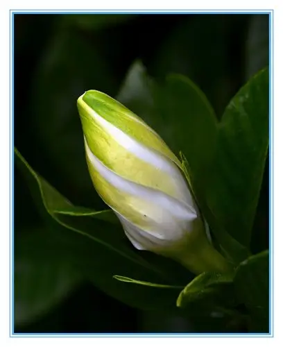 芬芳馥郁的栀子花