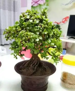 金枝玉叶花的养殖方法和注意事项,想要养好千万不能偷懒 | 红五百科