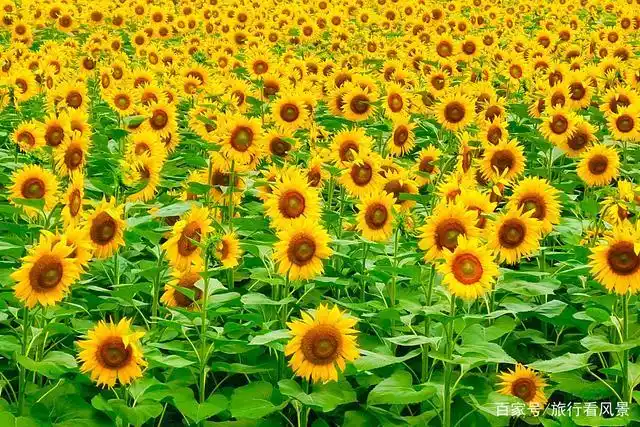 北京夏日免费向日葵花海,24大品种相聚,来这里拥抱一整个夏天