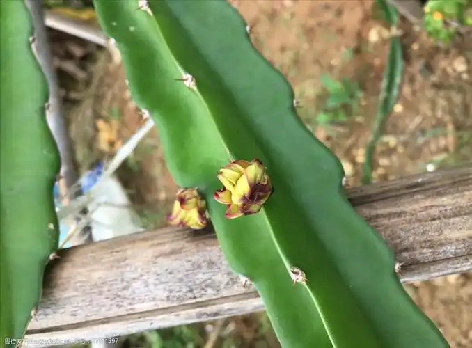 关键词:火龙果花蕾 火龙果 刚长出的花苞 小花蕾 黄花 火龙果花 设计