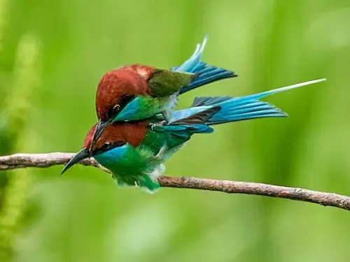 两只快乐的小鸟【首发】