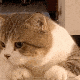 历史回顾网红猫咪猫咪如花表情包