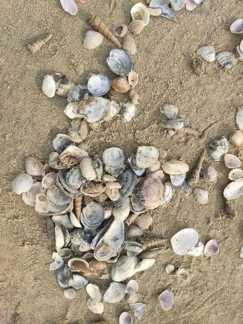 海滩上一堆堆的贝壳,如何分类与命名?