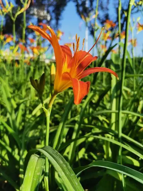 手机花卉摄影系列萱草|娇含丹粉映池台,忧岂能忘俗谩猜.